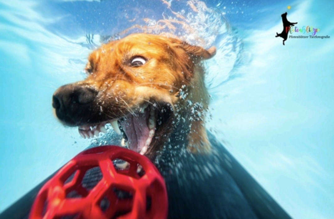 Original-Unterwasserfotografie eines Hundes mit rotem Ball